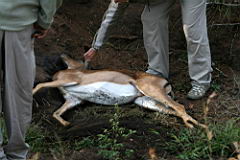 deer akeru IMG_4500.JPG